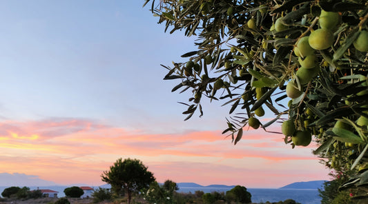 BAROLIVE _ The Secret to Mediterranean Cuisine: High-Quality Extra Virgin Olive Oil