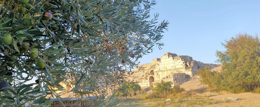 BAROLIVE _ EXTRA VIRGIN _ Olive Oil